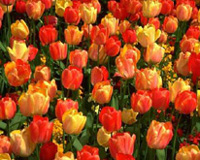 В праздничные дни с 29 апреля по 9 мая магазин Самовары.ру работает без выходных!